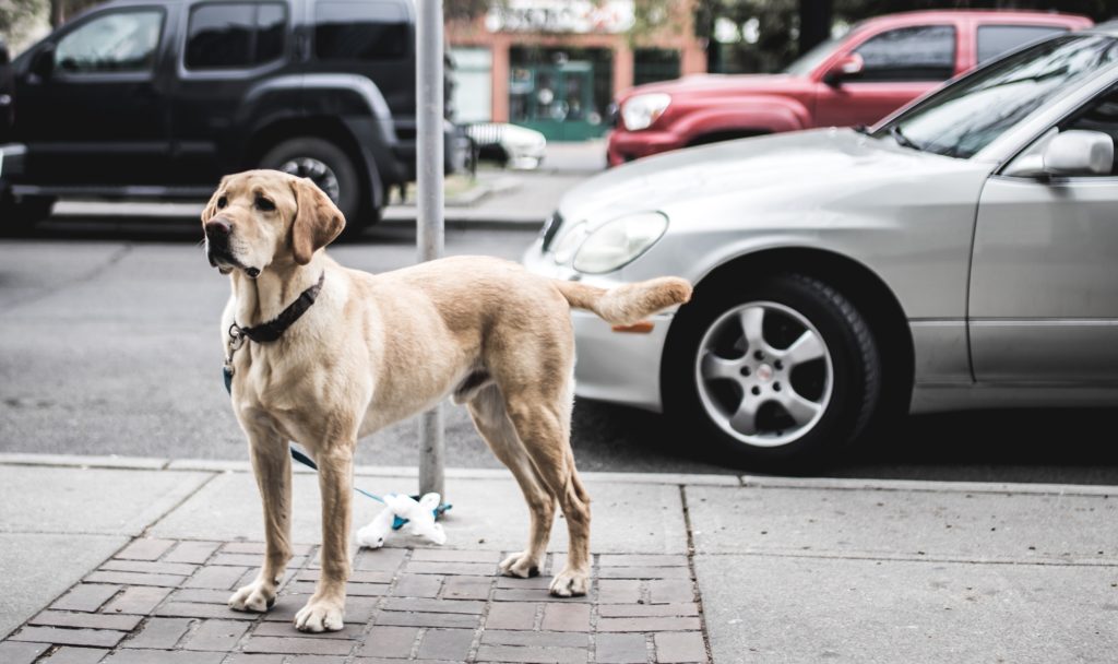 Codice della strada: giro di vite per chi abbandona il cane e causa incidenti