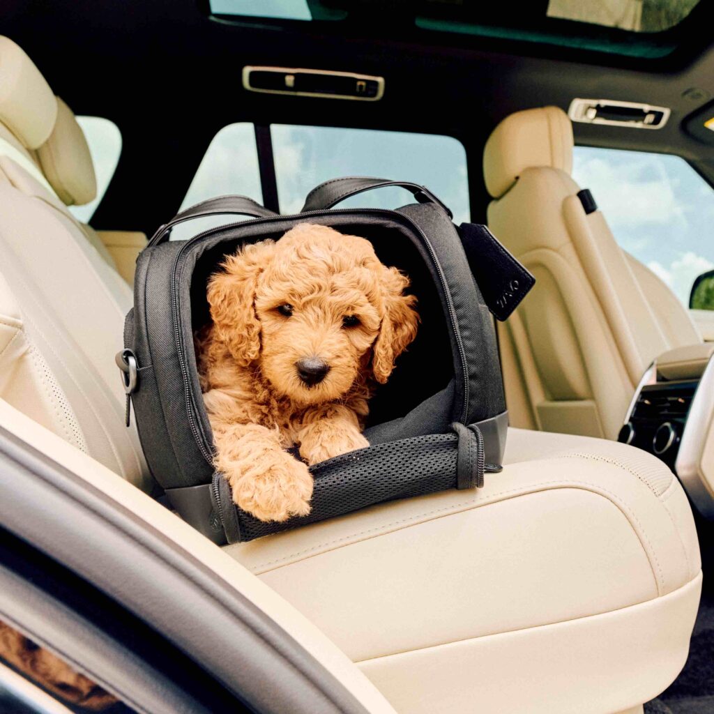 “Pet safety days by Tavo": a Milano per viaggiare sicuri con il 4 zampe